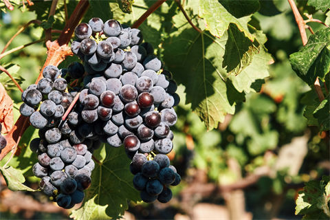 Urla’da Sonbahar: Bağın, Zeytinin ve Kültürün Mevsimi fotoğrafı